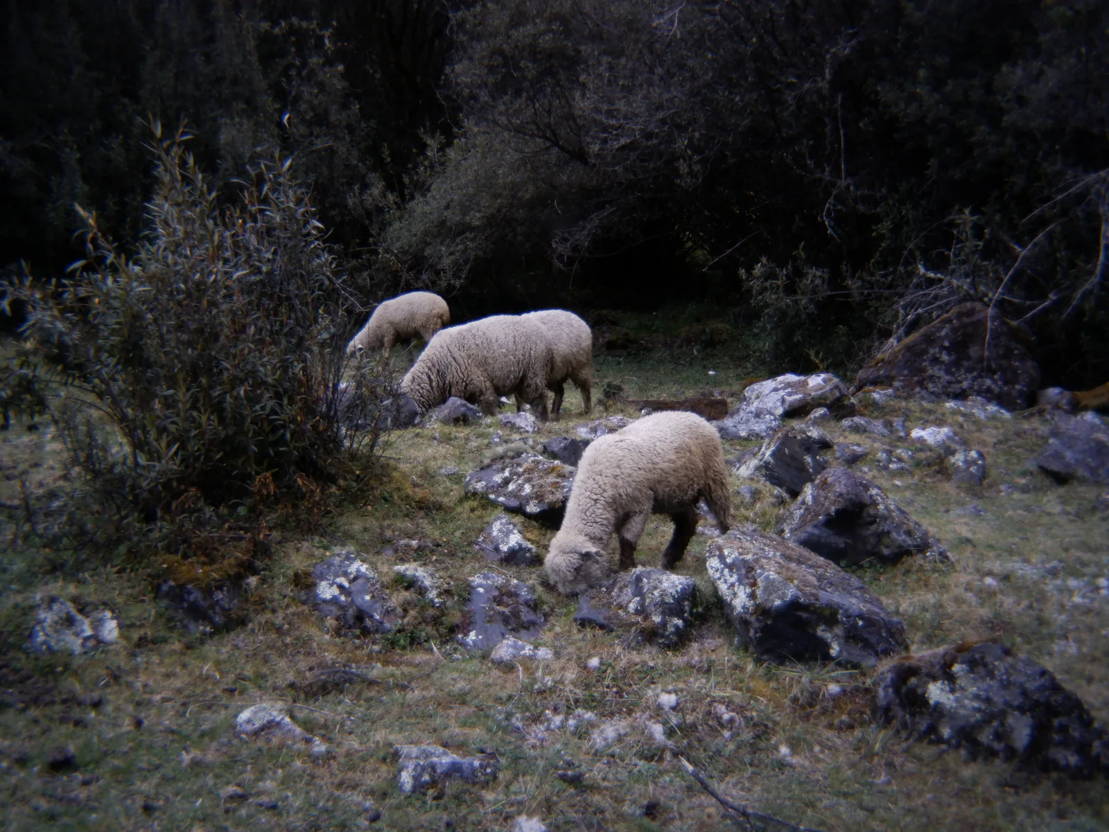 Trail neighbours