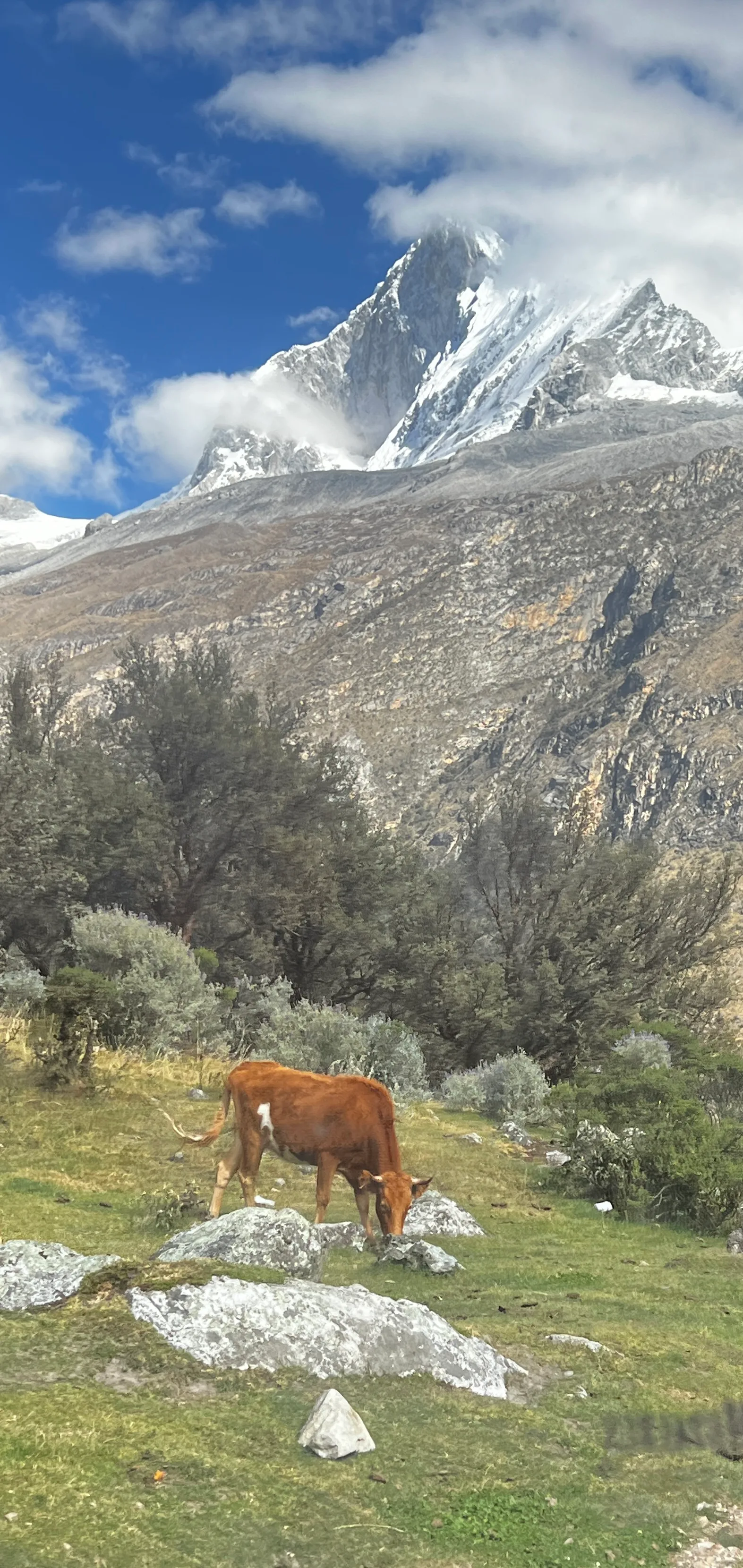Grazing below the glaciers